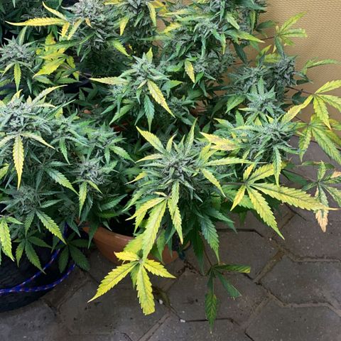 Auto White Widow growlog timeline photo
