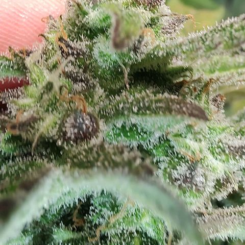 Auto White Widow growlog timeline photo