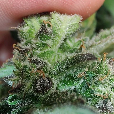 Auto White Widow growlog timeline photo
