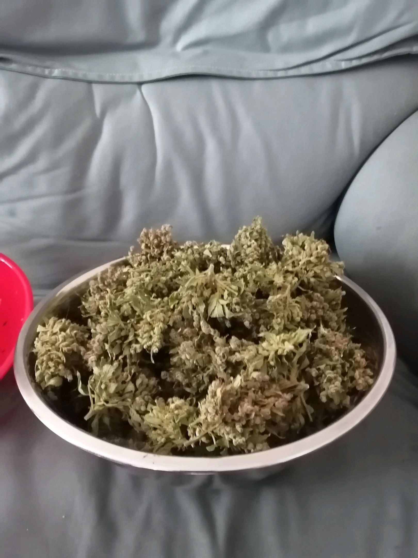 Génétique Sativa growlog header