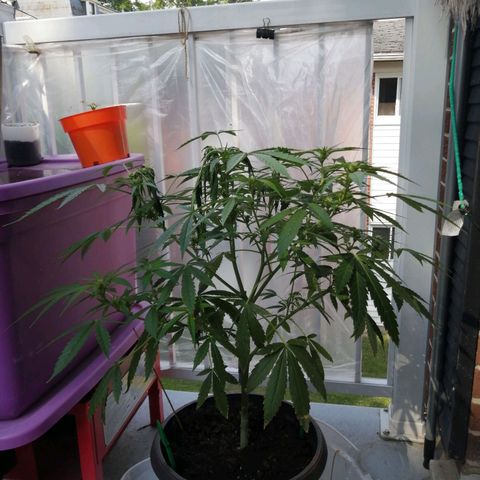 Génétique Sativa growlog photo