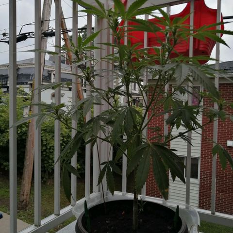 Génétique Sativa growlog photo