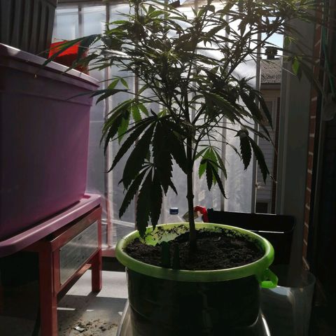 Génétique Sativa growlog photo