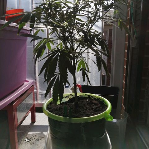 Génétique Sativa growlog photo