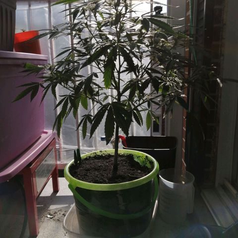 Génétique Sativa growlog photo