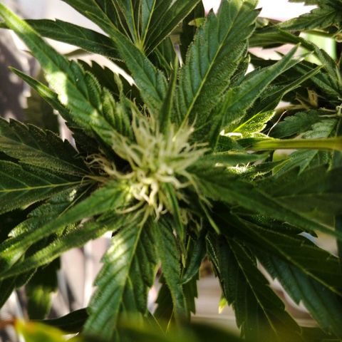 Génétique Sativa growlog timeline photo