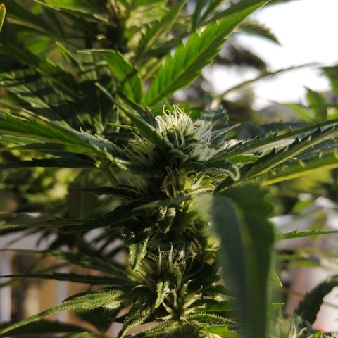 Génétique Sativa growlog timeline photo