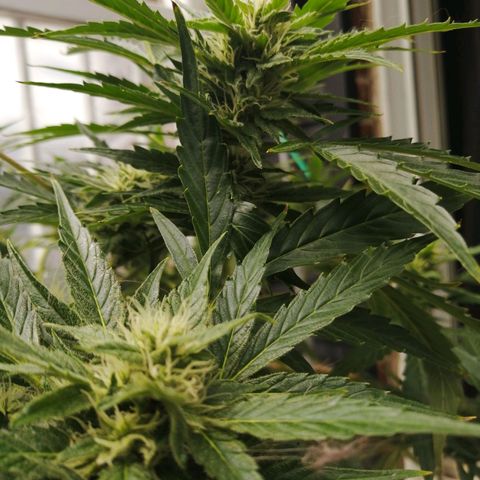 Génétique Sativa growlog timeline photo