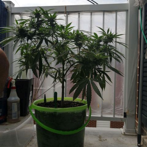 Génétique Sativa growlog timeline photo