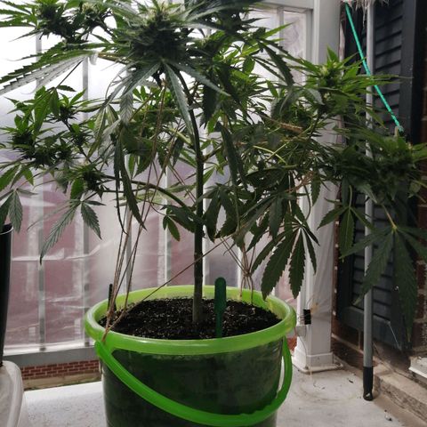 Génétique Sativa growlog timeline photo