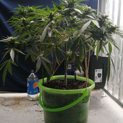 Génétique Sativa growlog photo: Plan 1 jour après le low stress