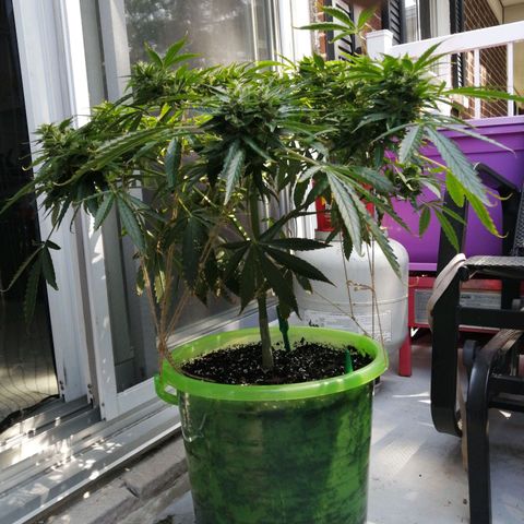 Génétique Sativa growlog photo: Midi 23°C