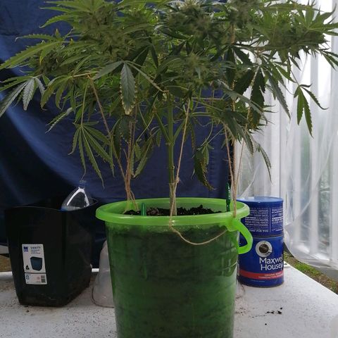 Génétique Sativa growlog photo: Matinée 25°C