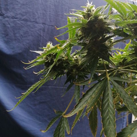 Génétique Sativa growlog photo: Matinée 25°C