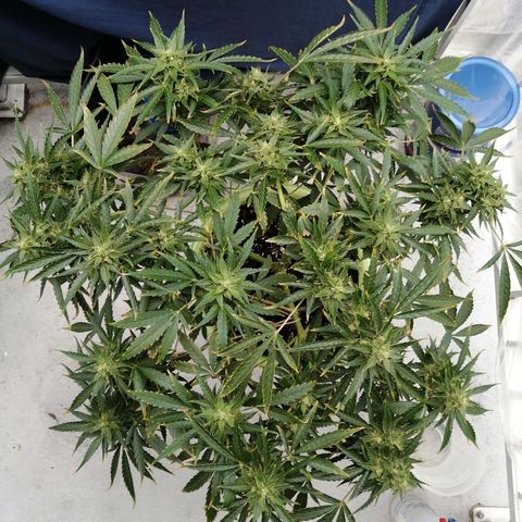 Génétique Sativa growlog photo: Matinée 25°C