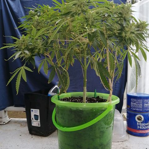 Génétique Sativa growlog photo: Matinée 25°C