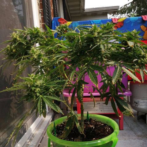 Génétique Sativa growlog timeline photo