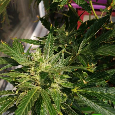 Génétique Sativa growlog timeline photo