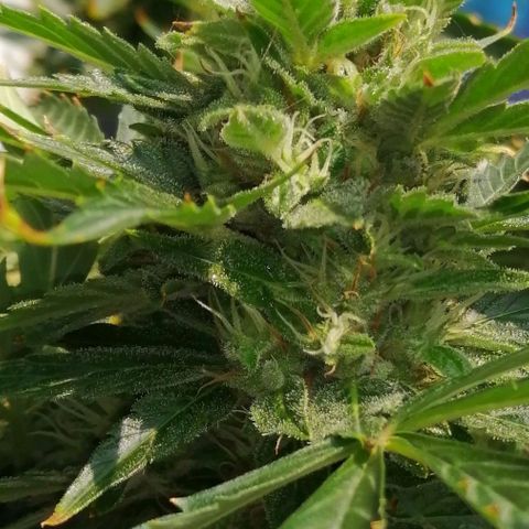 Génétique Sativa growlog timeline photo