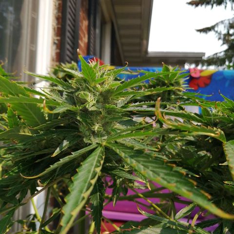 Génétique Sativa growlog timeline photo