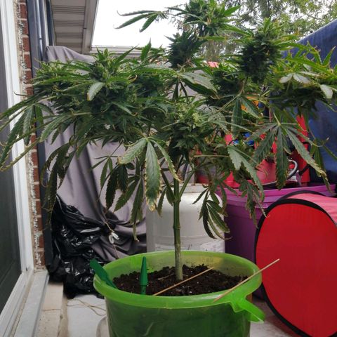 Génétique Sativa growlog timeline photo