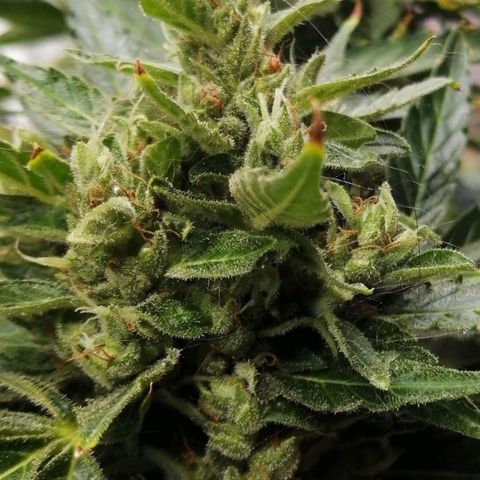 Génétique Sativa growlog timeline photo