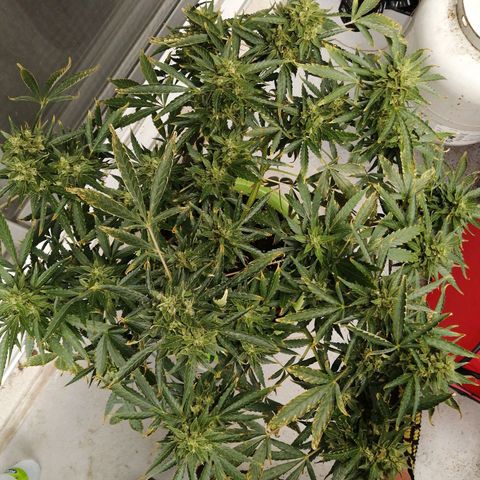 Génétique Sativa growlog timeline photo