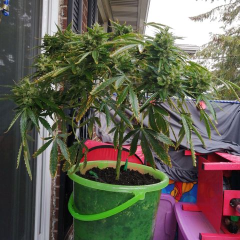 Génétique Sativa growlog timeline photo