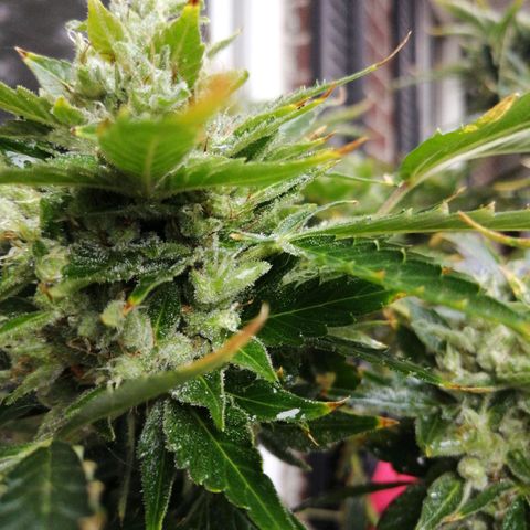 Génétique Sativa growlog timeline photo