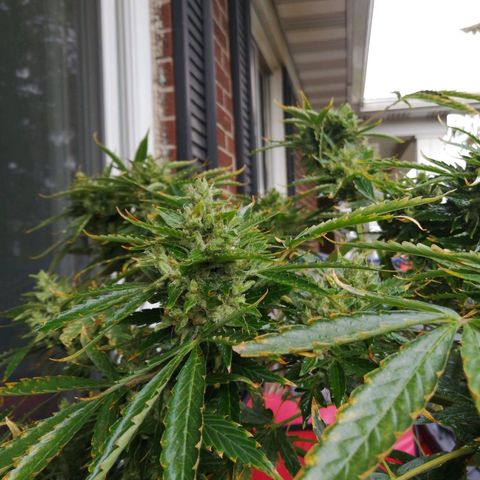 Génétique Sativa growlog timeline photo