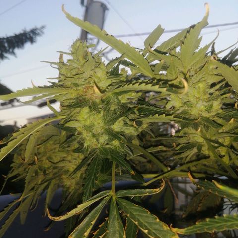 Génétique Sativa growlog timeline photo