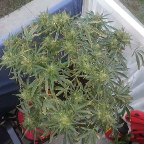 Génétique Sativa growlog timeline photo