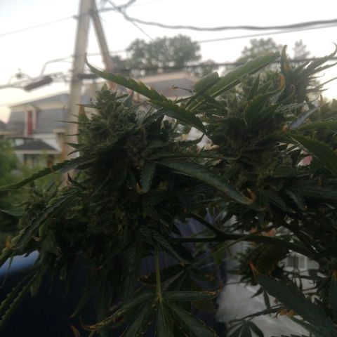 Génétique Sativa growlog timeline photo