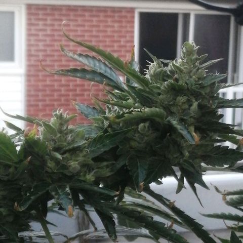 Génétique Sativa growlog timeline photo