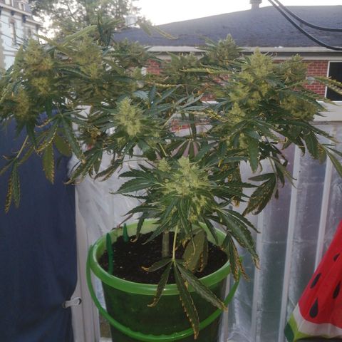 Génétique Sativa growlog timeline photo