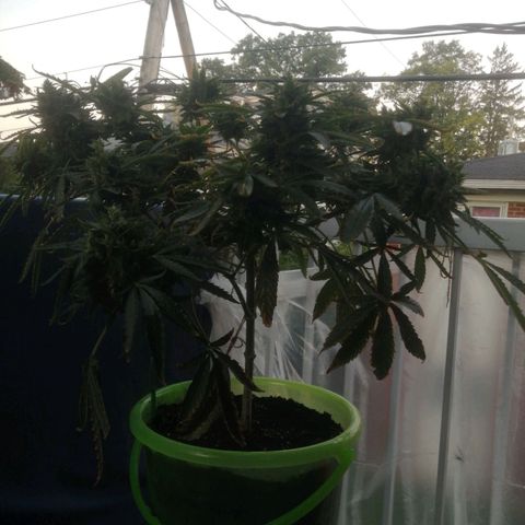 Génétique Sativa growlog timeline photo