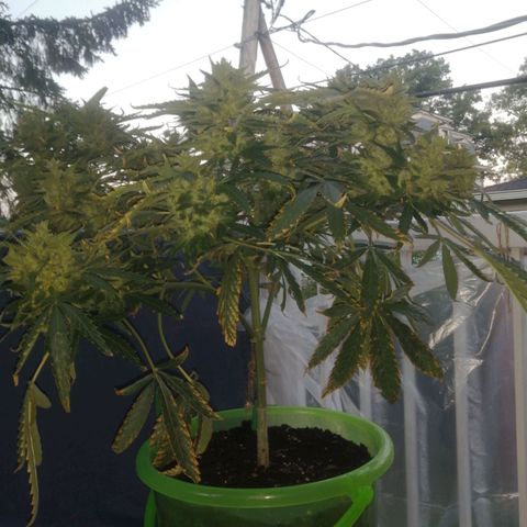 Génétique Sativa growlog timeline photo