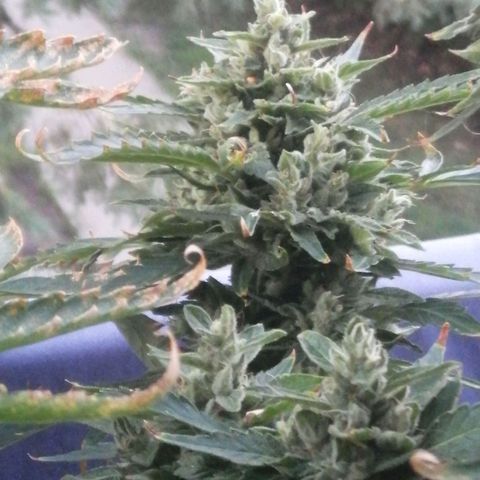 Génétique Sativa growlog timeline photo