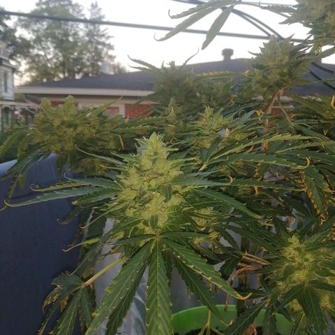 Génétique Sativa growlog timeline photo