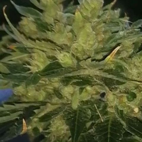 Génétique Sativa growlog timeline photo