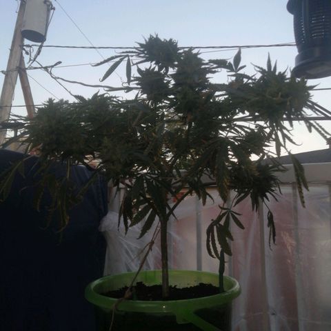 Génétique Sativa growlog timeline photo