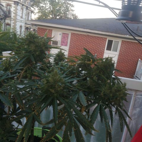 Génétique Sativa growlog timeline photo