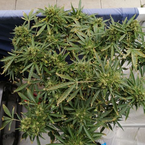 Génétique Sativa growlog timeline photo