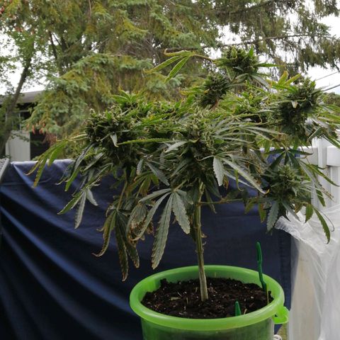 Génétique Sativa growlog timeline photo