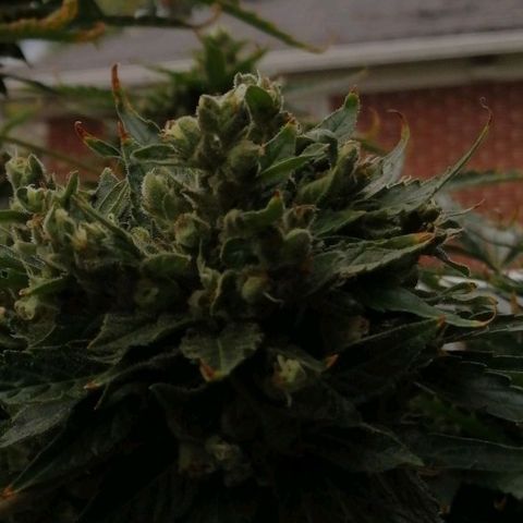 Génétique Sativa growlog timeline photo