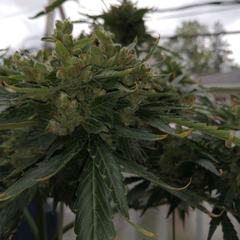 Génétique Sativa growlog timeline photo