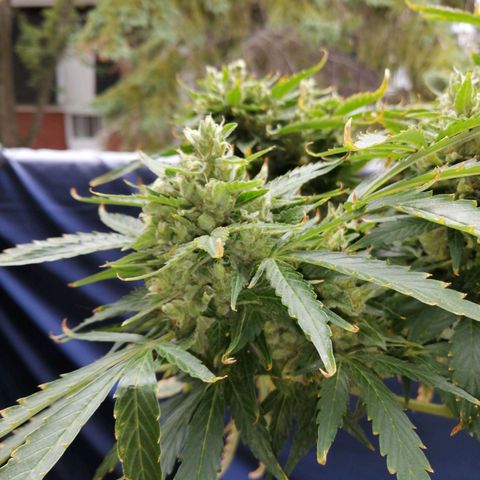 Génétique Sativa growlog timeline photo