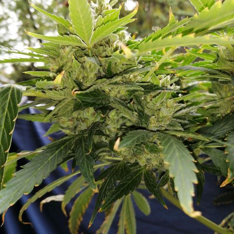 Génétique Sativa growlog timeline photo