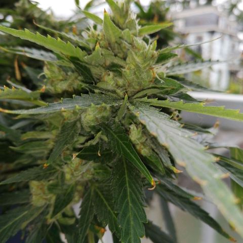 Génétique Sativa growlog timeline photo