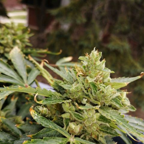 Génétique Sativa growlog timeline photo